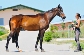 Improving your horse's fitness and coordination