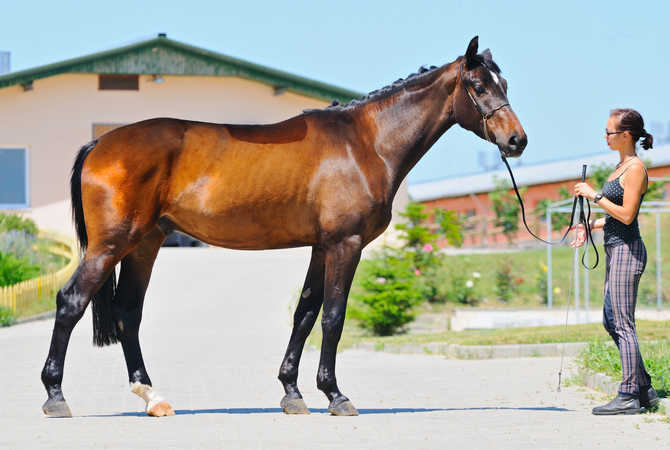 Young woman engaging with her horse during a training session.