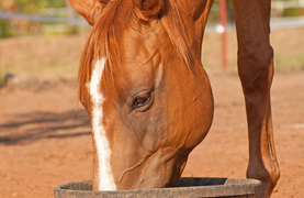 Horse eating a slurry of feed prepared for a toothless horse.