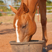 Horse eating a slurry of feed prepared for a toothless horse.