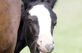 Laughing foal with healthy teeth shows why making horse dental health a priority is important.