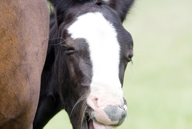 Laughing foal with healthy teeth shows why making horse dental health a priority is important.