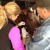 Owner holding horse while veterinarian performs a procedure.