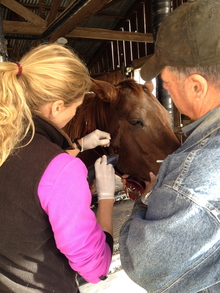 Owner holding horse's head while veterinarian stitches up a laceration in horse's cheek.