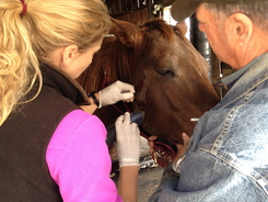 Owner helping veterinarian care for facial wound on horse