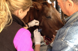 Owner holding horse while veterinarian performs a procedure.