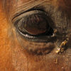 Weeping eye of horse caused by infection