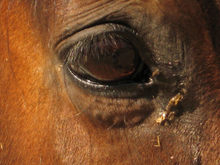 Horse's teary eye showing signs of infection.