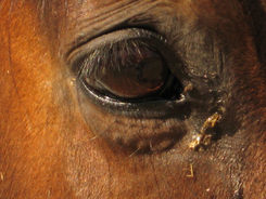 Horse's eye showing evidence of injury.