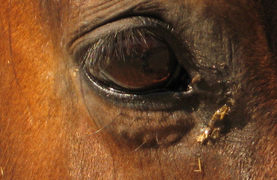 Horse's eye showing evidence of injury.