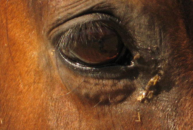 Horse's eye showing evidence of injury.