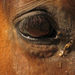 Horse's eye showing evidence of injury.