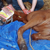 Foal receiving emergency first aid for bleeding injury.
