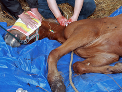 Foal receiving emergency first aid for bleeding injury.