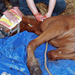 Foal receiving emergency first aid for bleeding injury.