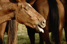 Horse with a cough a sign of respiratory distress.