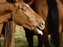 A horse in respiratory distress. Are you prepared for emergencies?