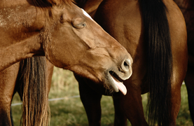 A horse in respiratory distress. Are you prepared for emergencies?