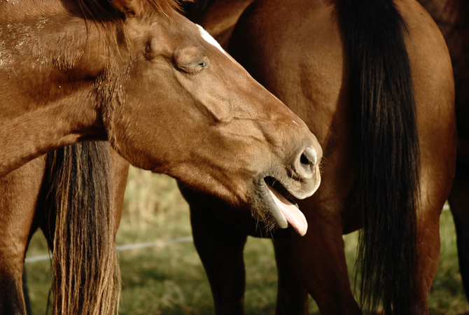 Coughing horse showing signs of respiratory distress.