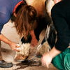 Caring for a horse with a barn-related fetlock injury.