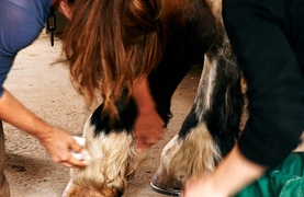 Owners inspecting, disinfecting and bandaging an injury on a horse's leg.
