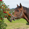 Horse investigating possibly poisonous red berries on a tree in pasture.