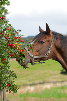Horse investigating red fruit on a tree.