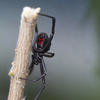 A black widow spider whose bite is poisonous to horses, humans and other animals.
