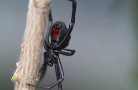 A black widow spider whose bite is poisonous to horses, humans and other animals.