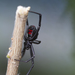 A black widow spider whose bite is poisonous to horses, humans and other animals.