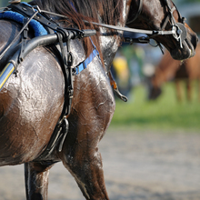 Working horse in harness sweating profusely on a summer day.