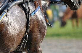 Overheated horse that is sweating and in danger of dehydration and heatstroke.