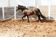 Lunging a horse as groundwork for working together.