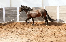 Horse being trained for strength, power, and endurance by lunging workout in deep sand.