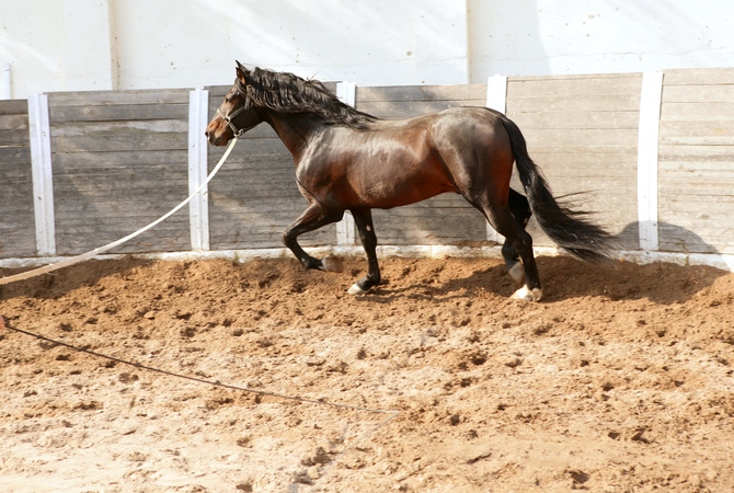 Horse being trained for strength, power, and endurance by lunging workout in deep sand.