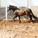 Horse being trained for strength, power, and endurance by lunging workout in deep sand.