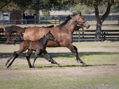 Mare and foal running in paddock