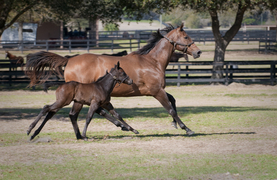 Mare and foal running in paddock