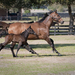A healthy mare and foal running together.