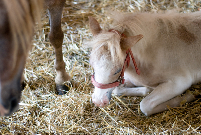 Palomino pony lying down with eyes closed in a state of shock.