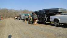 Horses ready to load into trailers to go to competition.