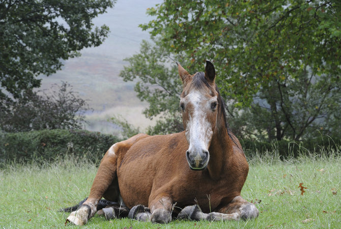 An older, tired, and somewhat skinny horse resting in pasture.