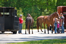 Preparing to load horses into trailers.