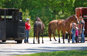 Tourists with their horses ready to load at a state park.