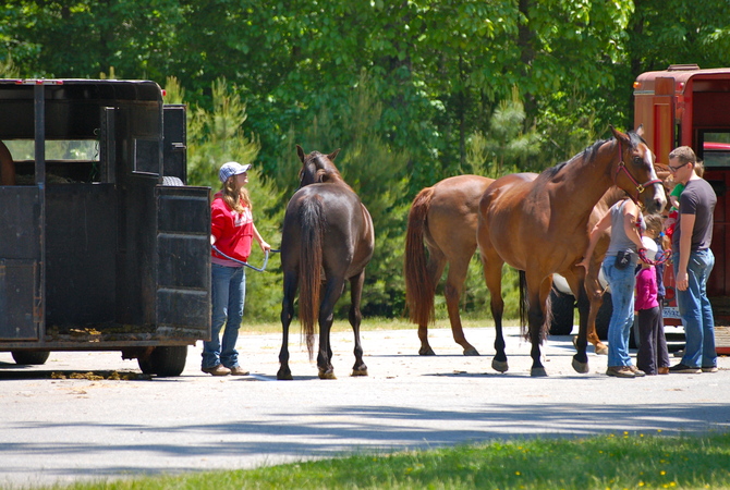 Horse owners ready to load horses in trailers.