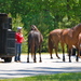 Tourists with their horses ready to load at a state park.