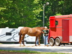 Hurrying to load horse into trailer.