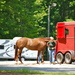 Hurrying to load horse into trailer.