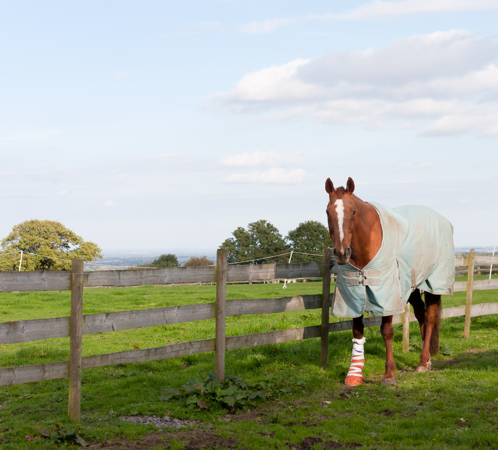 How to Apply Sweat Bandages To Horses' Legs Properly