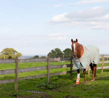 Blanketed older horse in pasture.